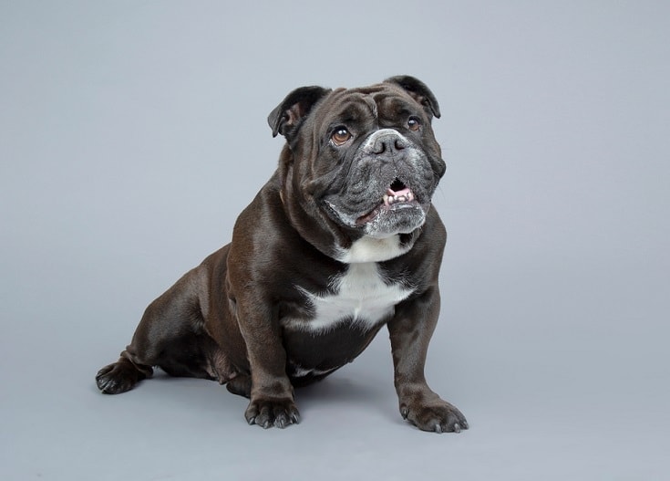 Victorian English Bulldog